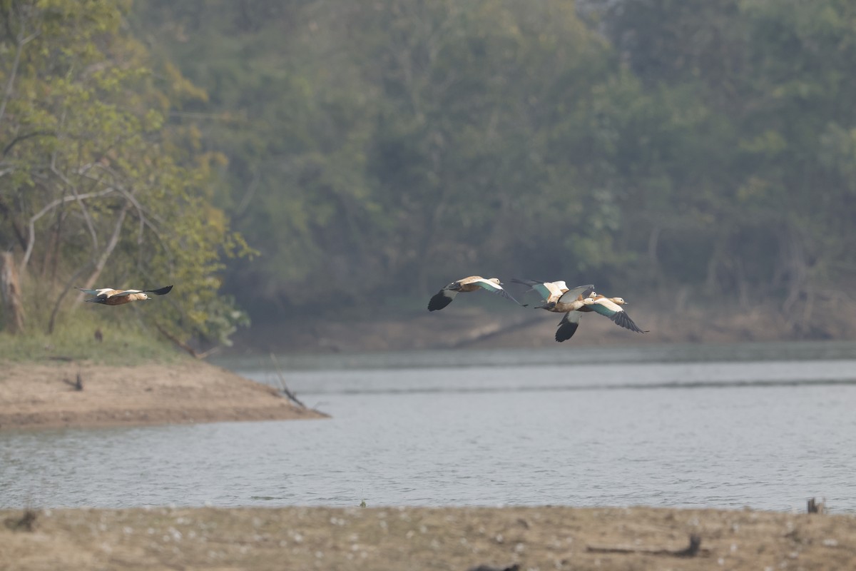 Ruddy Shelduck - Sriram Reddy