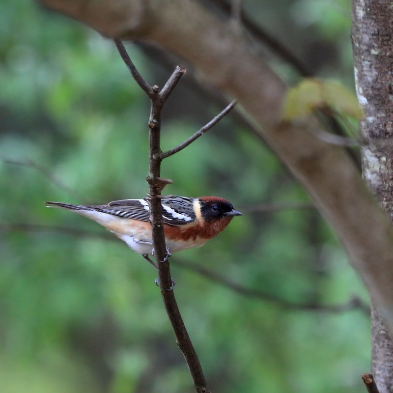 Bay-breasted Warbler - ML614013090