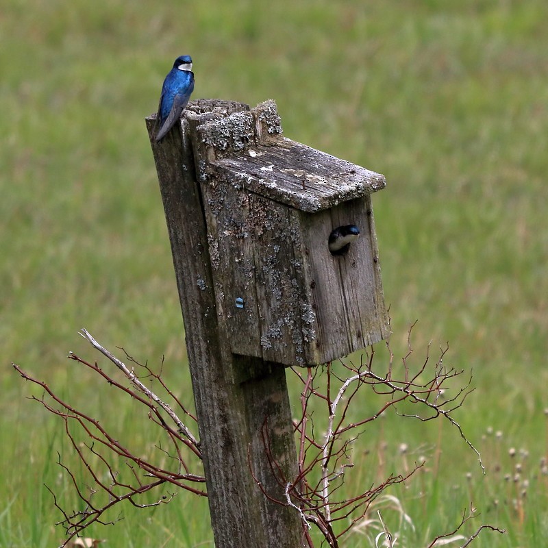Tree Swallow - Dave Keith