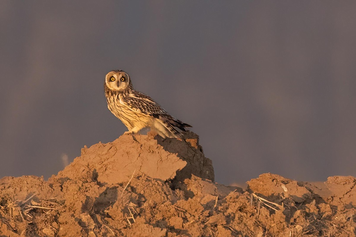 Short-eared Owl - ML614013113