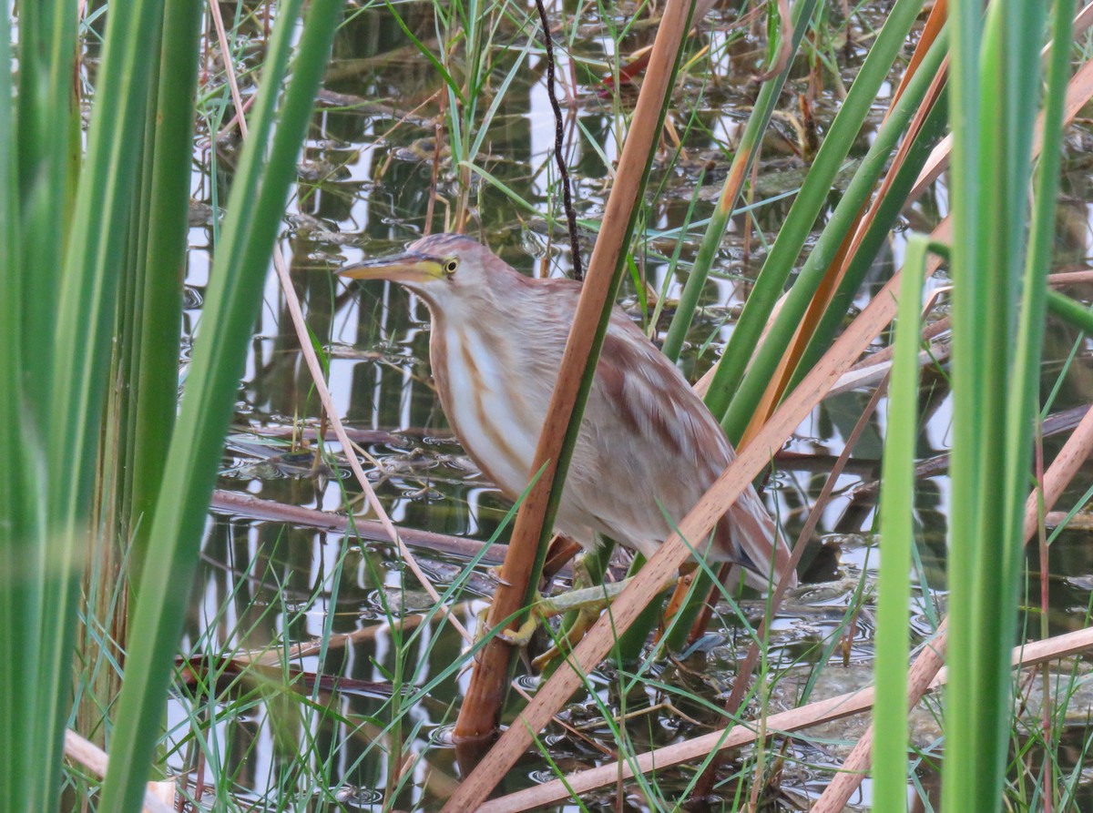 Yellow Bittern - ML614013155