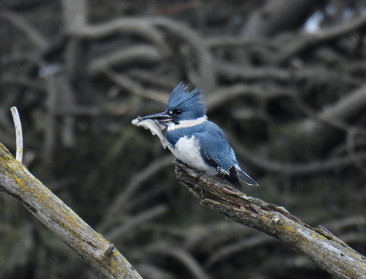 Belted Kingfisher - ML614013199