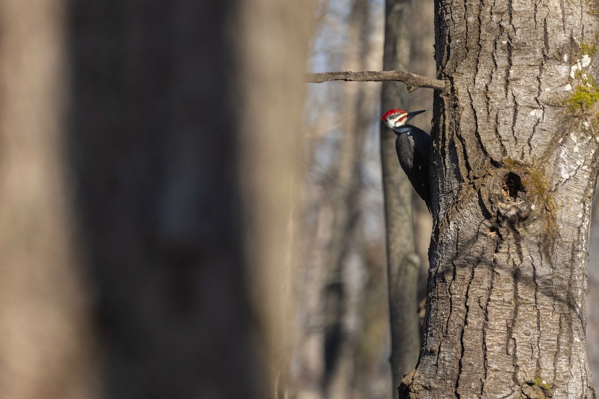 Pileated Woodpecker - ML614013259