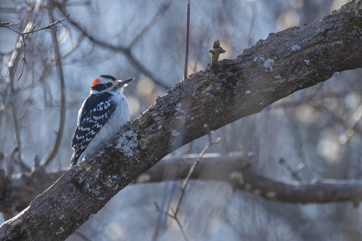 Hairy Woodpecker (Eastern) - ML614013261