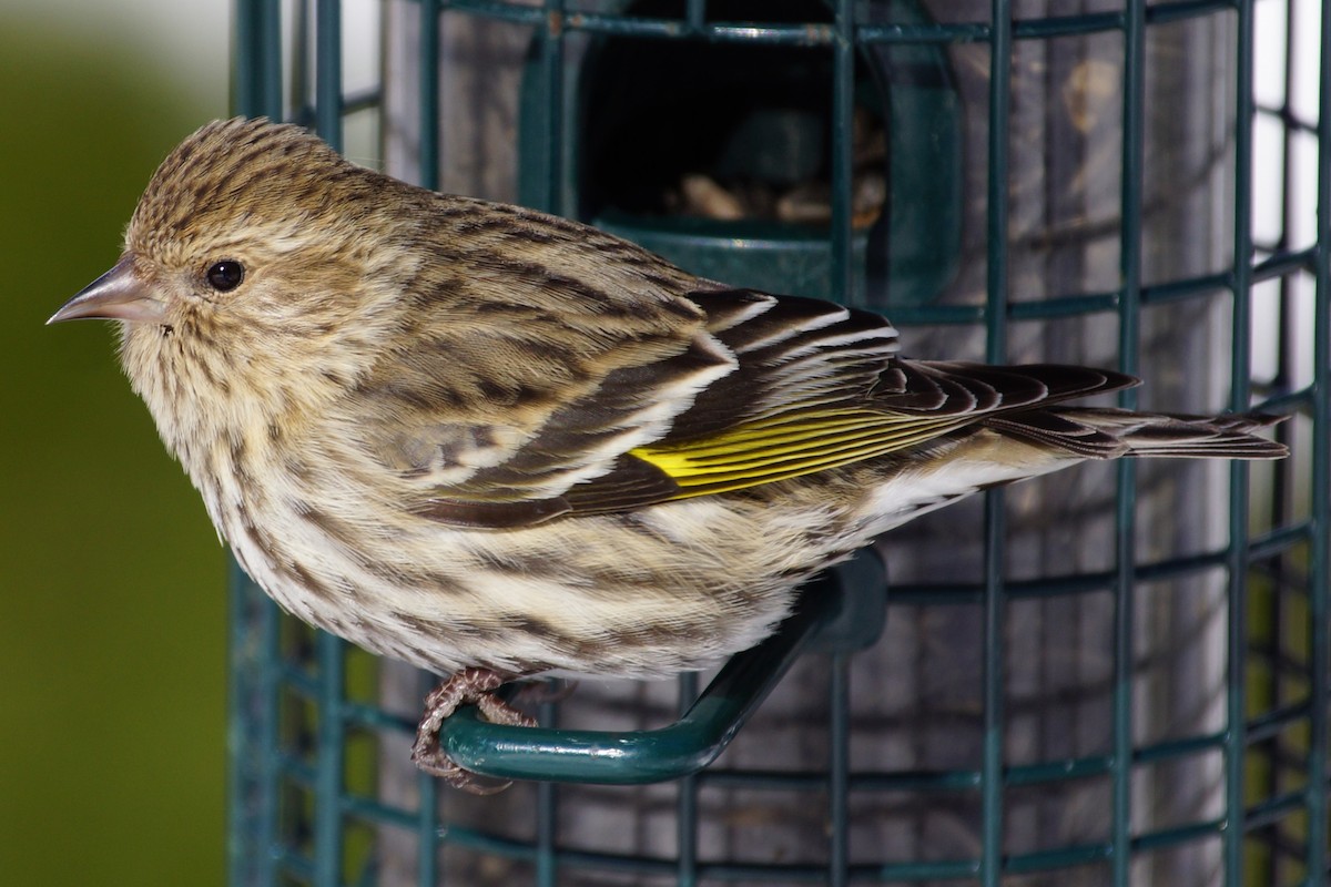 Pine Siskin (Northern) - Maxwell Ramey