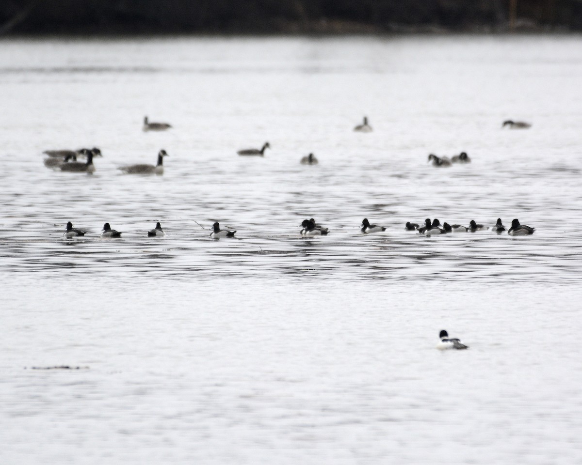 Ring-necked Duck - David Kennedy