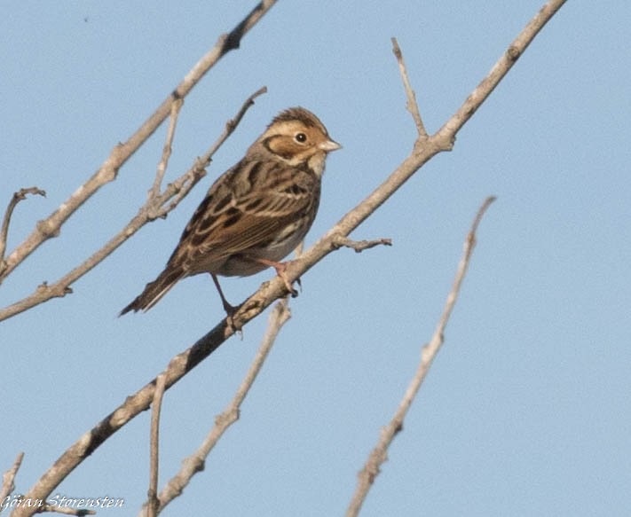 Little Bunting - Göran Storensten