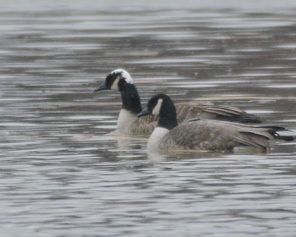 Canada Goose - David Kennedy