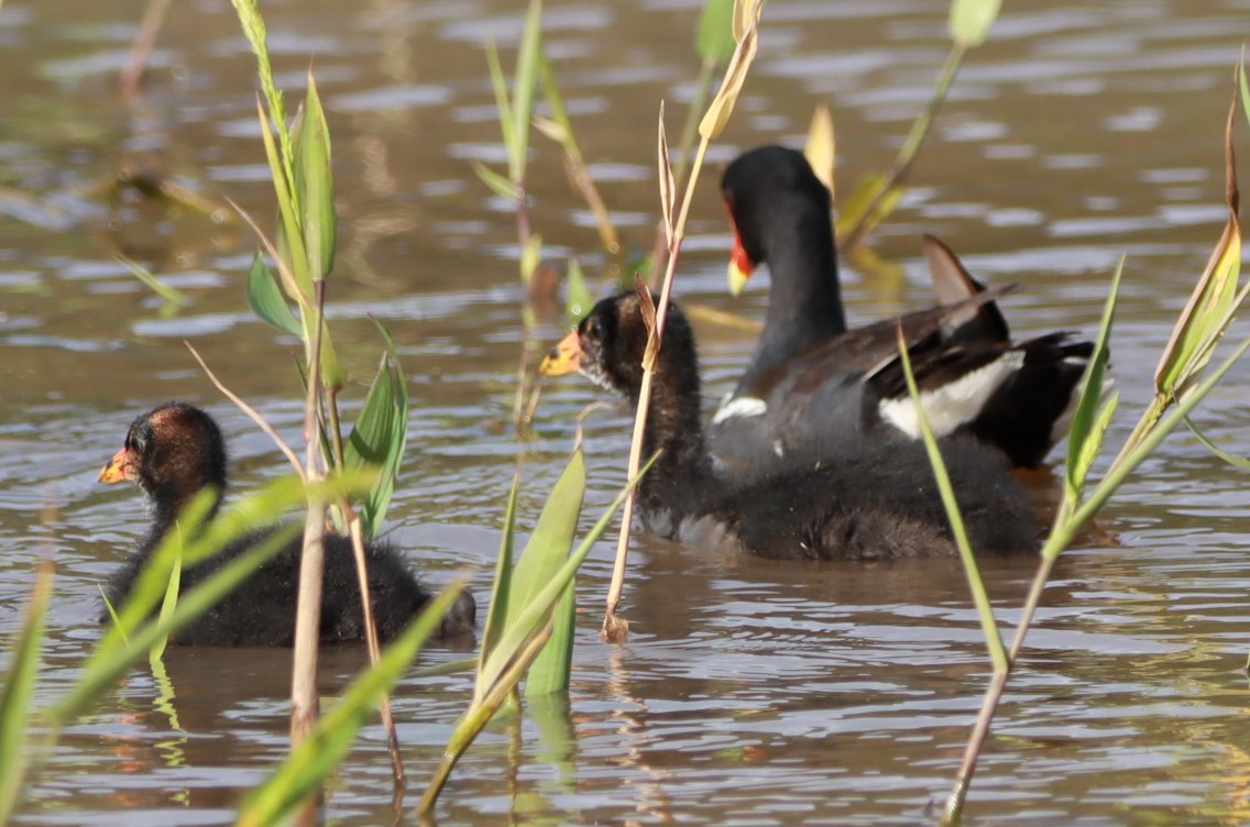 Common Gallinule - ML614013409