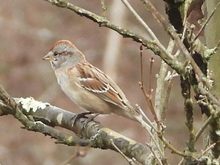 American Tree Sparrow - ML614013411