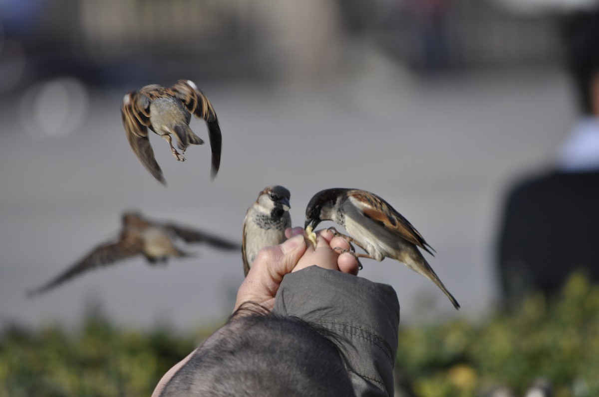 House Sparrow - ML614013487