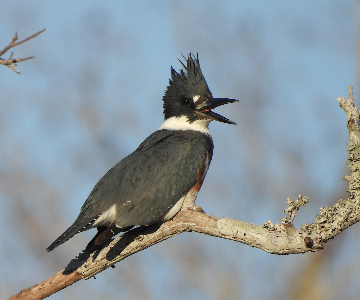 Belted Kingfisher - ML614013516