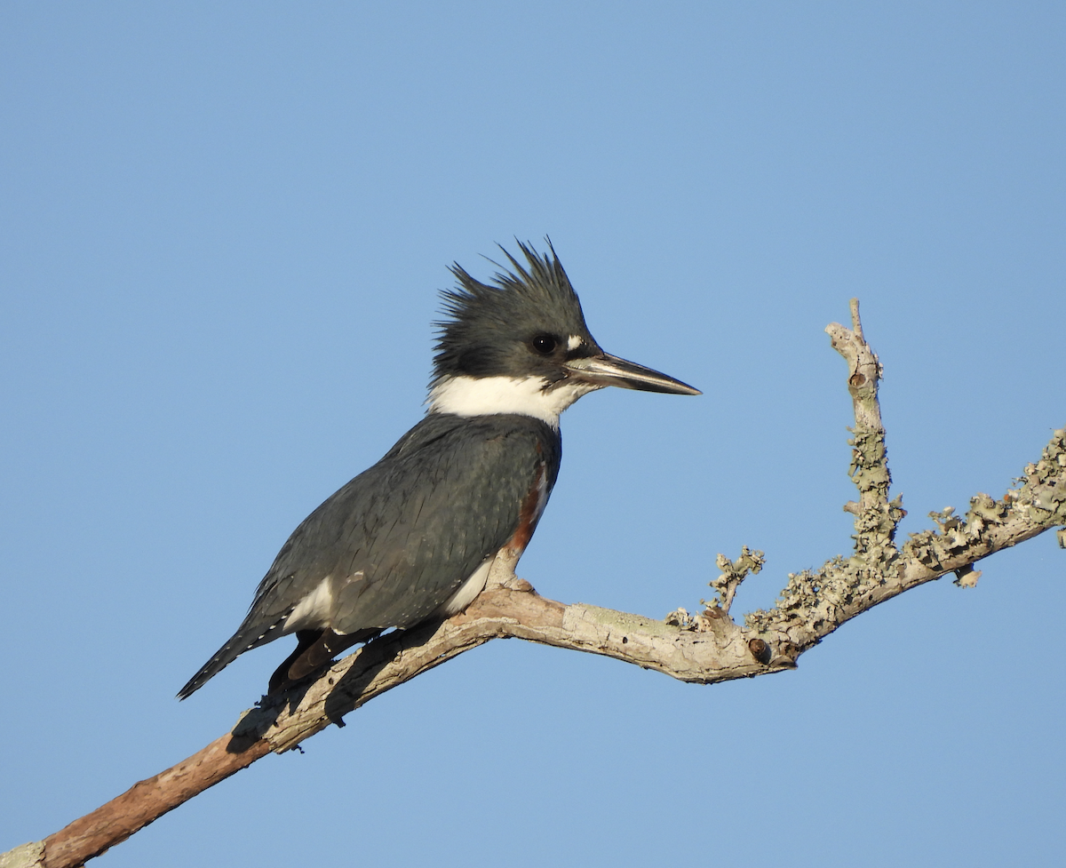 Belted Kingfisher - ML614013517