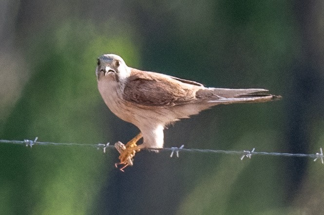 Nankeen Kestrel - ML614013571