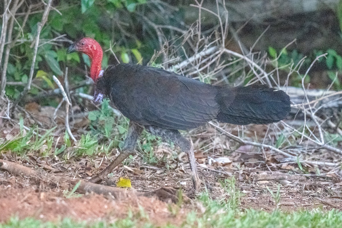 Australian Brushturkey - ML614013581