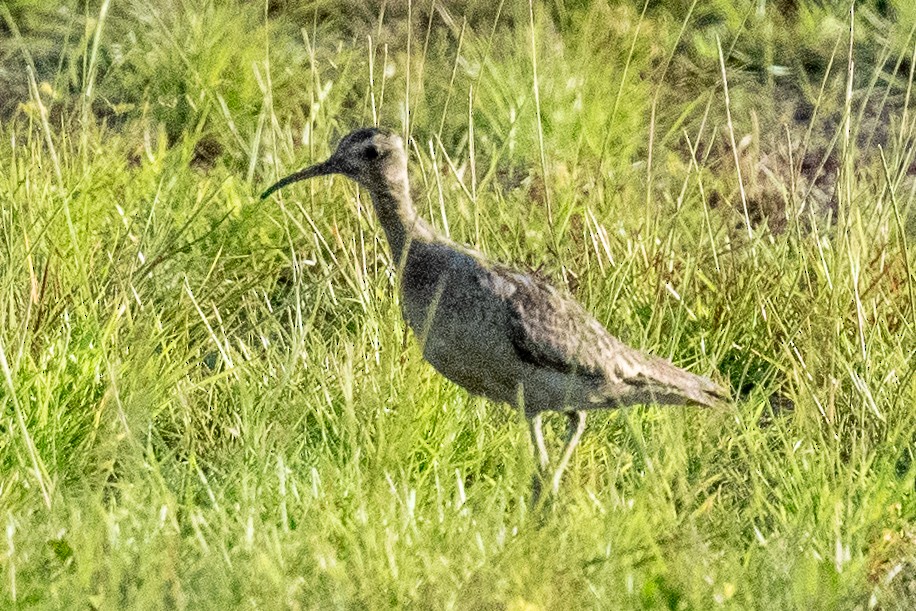 Little Curlew - ML614013584