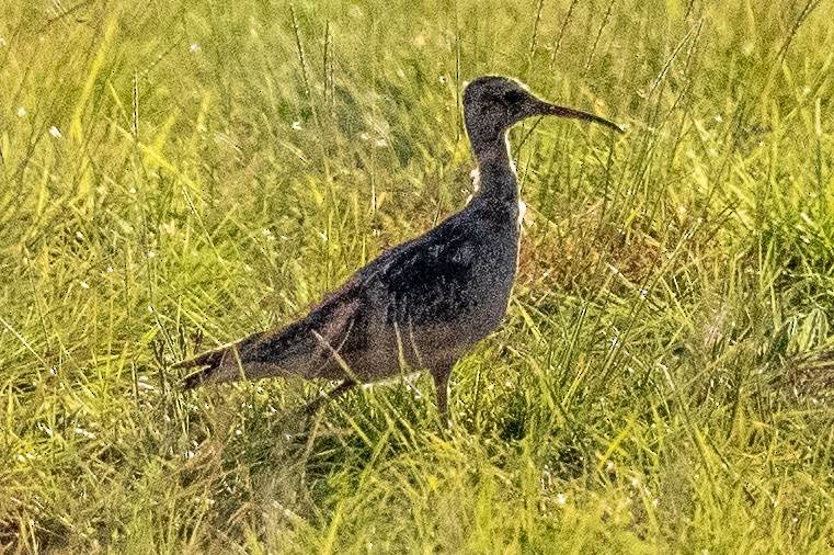 Little Curlew - ML614013589