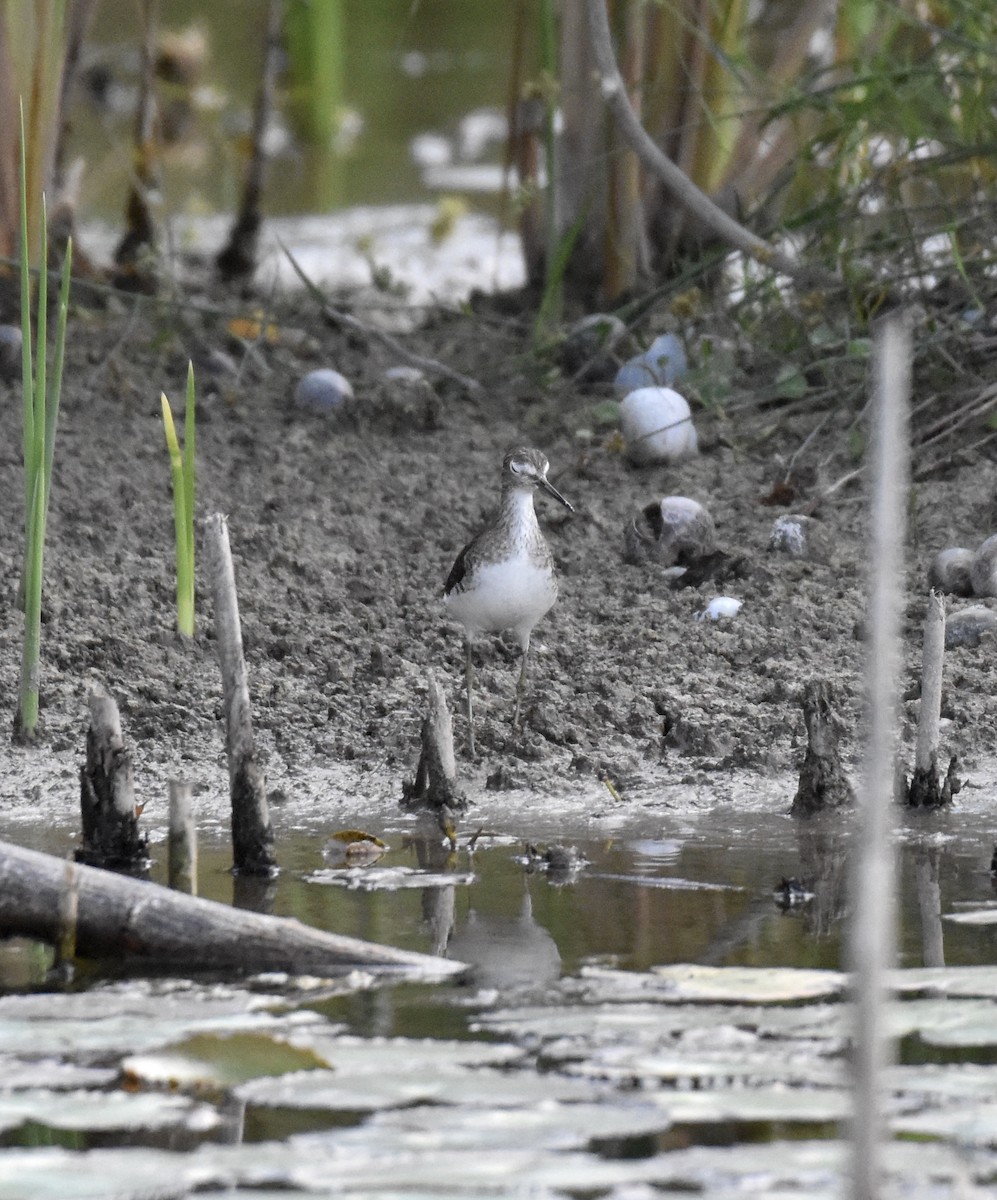 Solitary Sandpiper - Donald Alexander