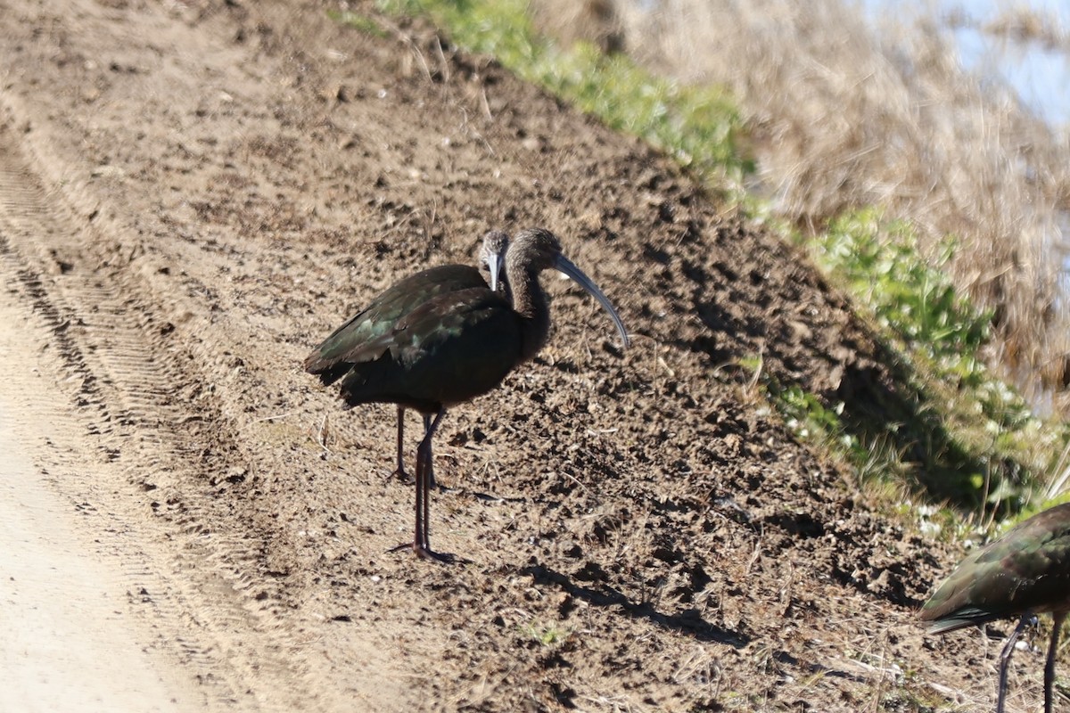 ibis americký - ML614013818