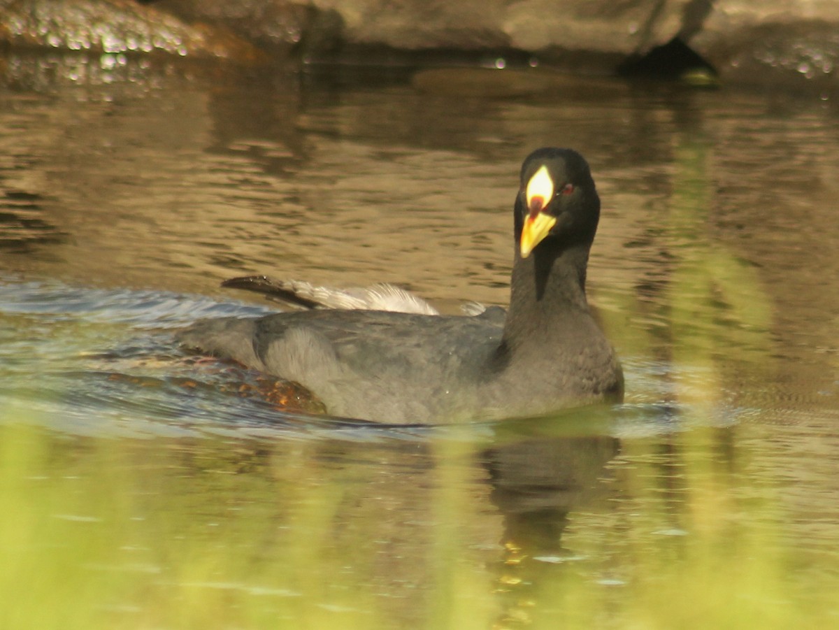 Red-gartered Coot - ML614013822