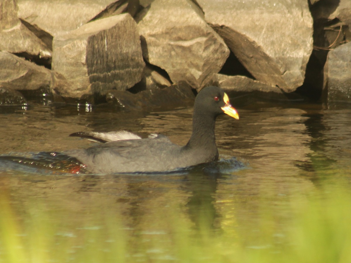 Red-gartered Coot - ML614013823