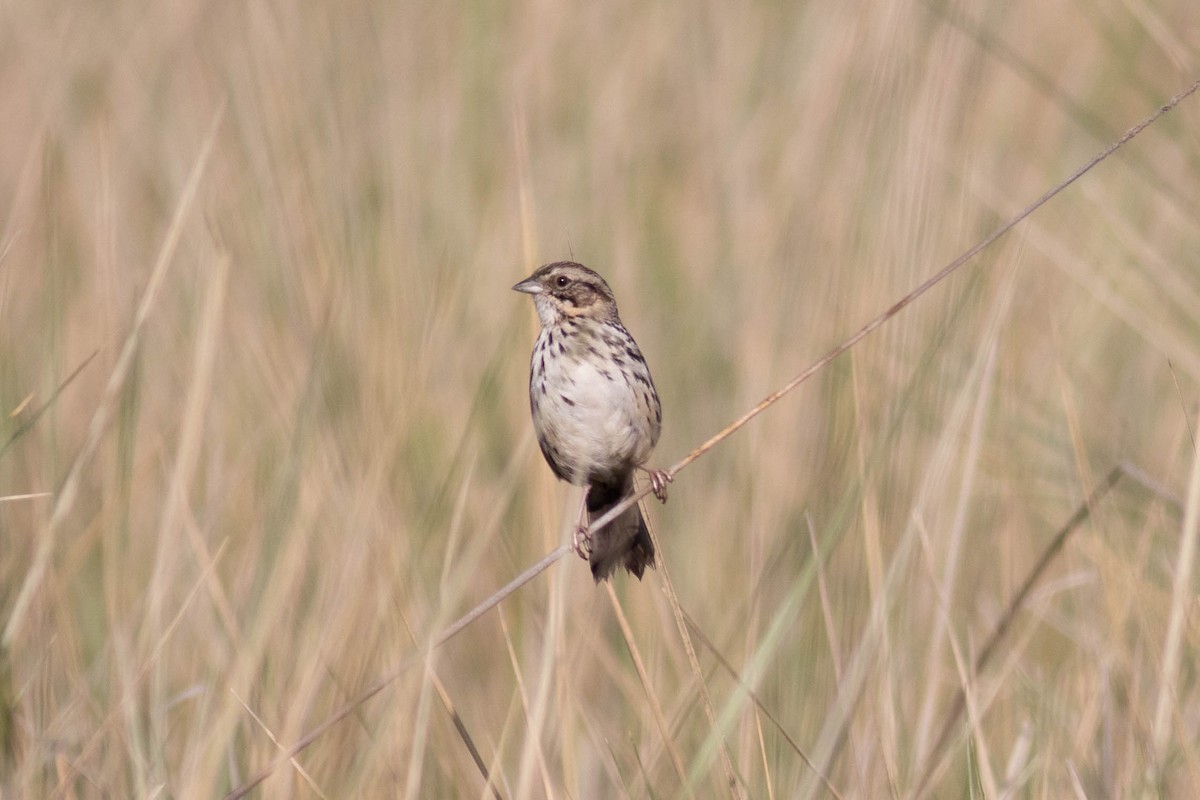 Sierra Madre Sparrow - Andrew Marden