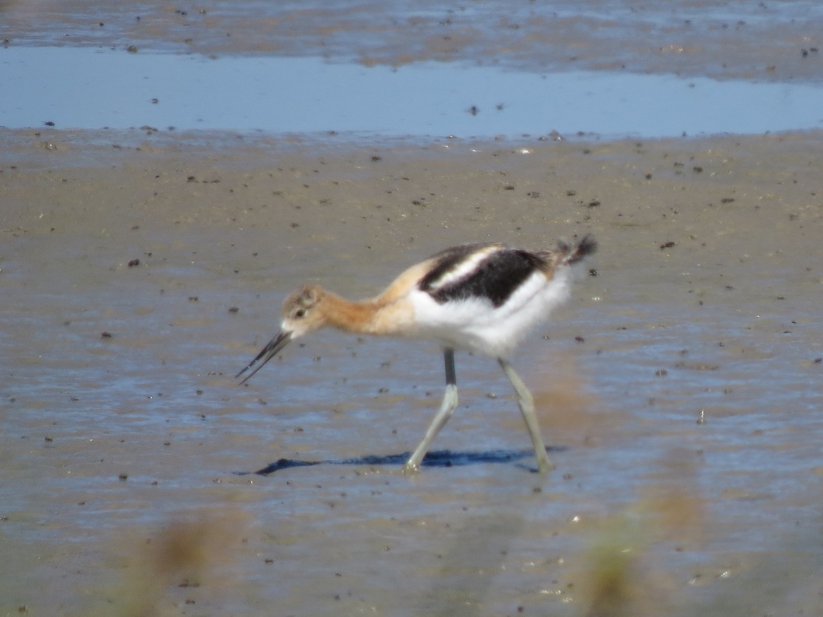 American Avocet - ML61401391