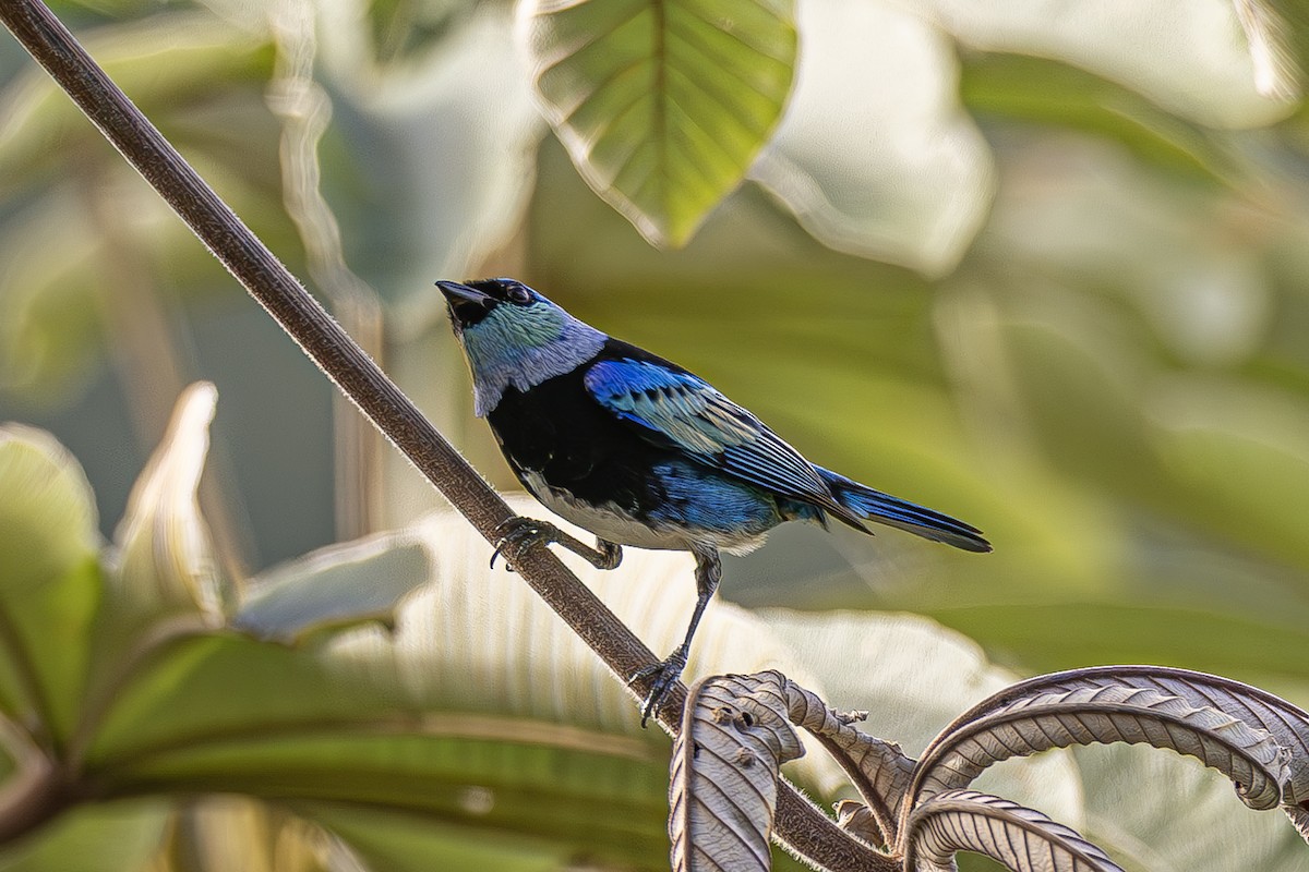 Masked Tanager - ML614013982