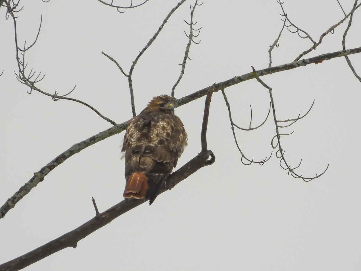 Red-tailed Hawk - ML614013994