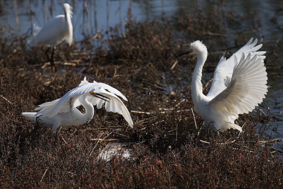 Snowy Egret - ML614014008