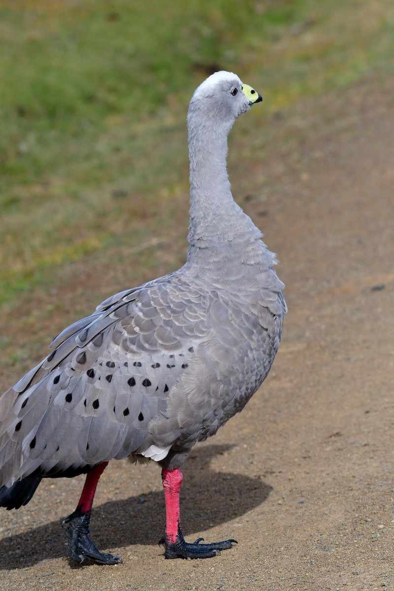 Cape Barren Goose - Eric Titcomb