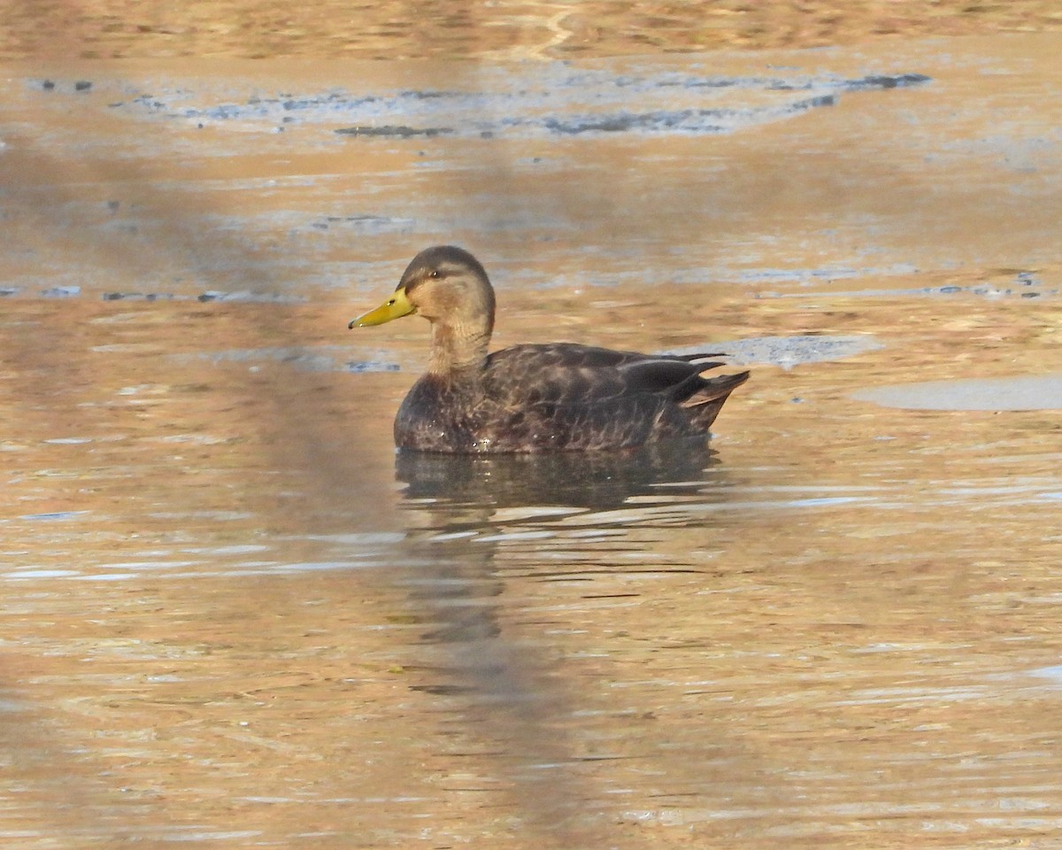 American Black Duck - ML614014013