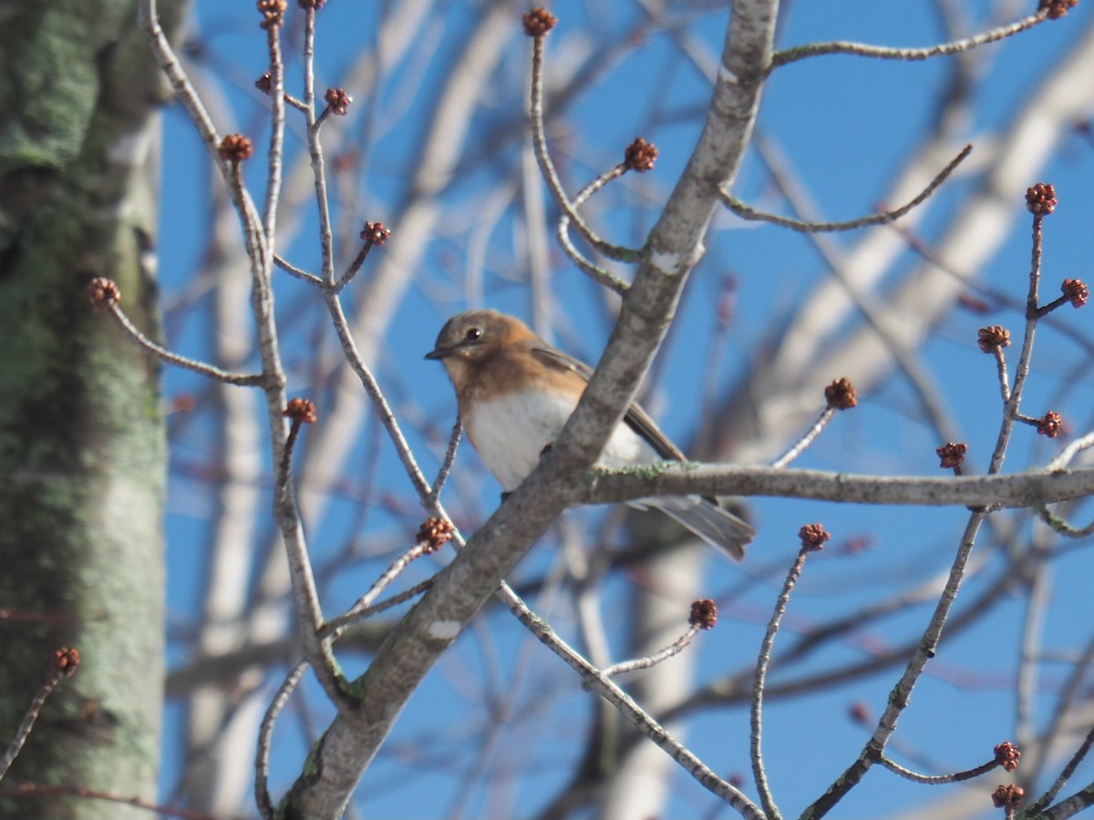 Eastern Bluebird - ML614014065