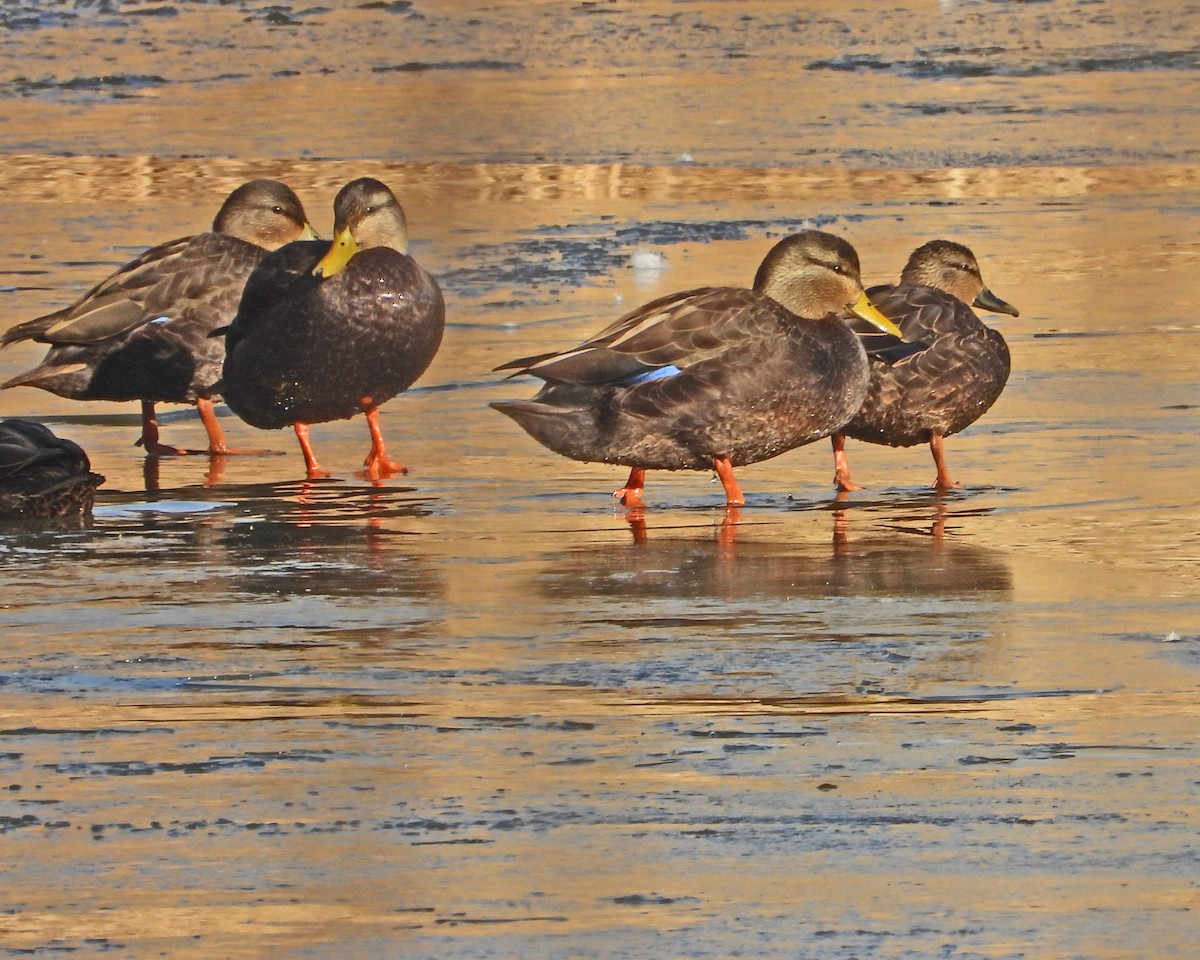 American Black Duck - ML614014071