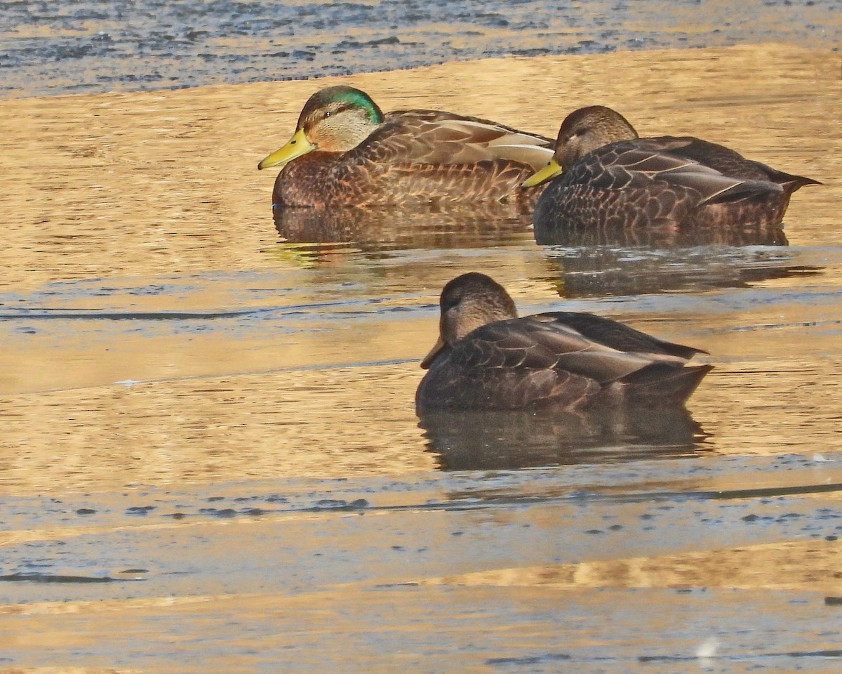 Mallard x American Black Duck (hybrid) - ML614014189