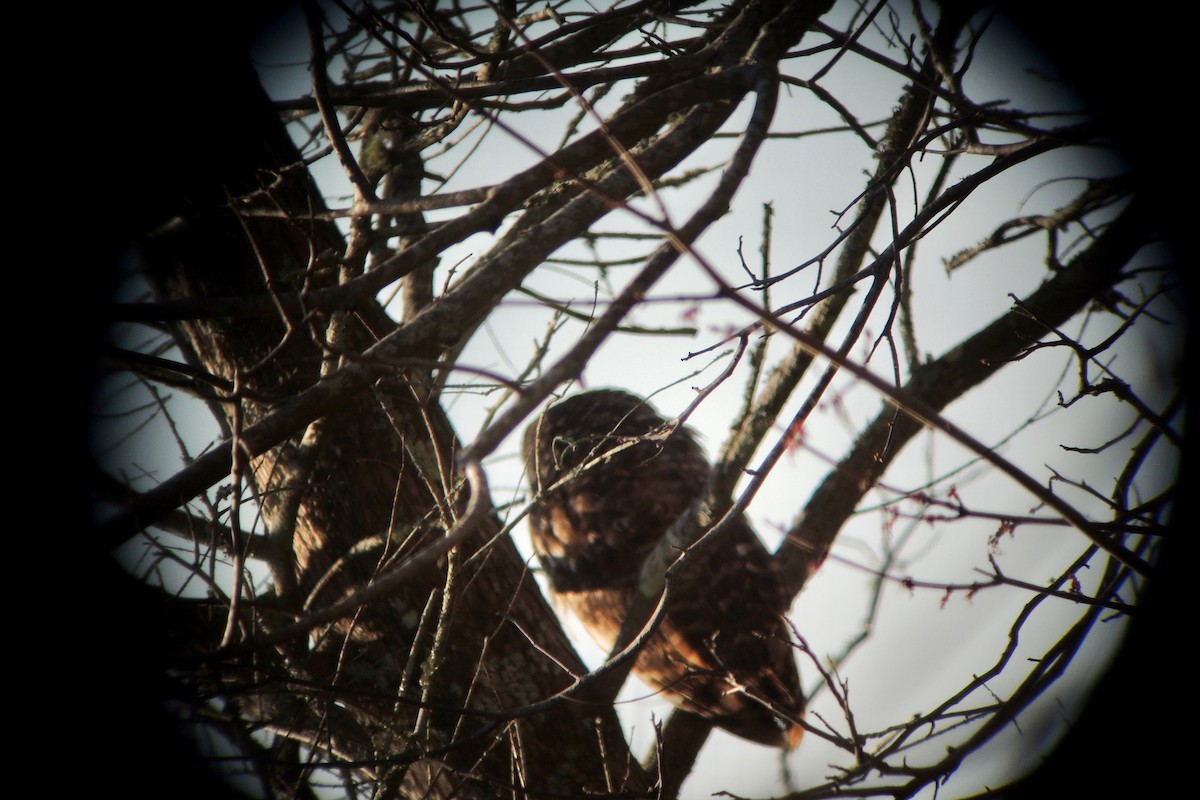 Barred Owl - ML614014194