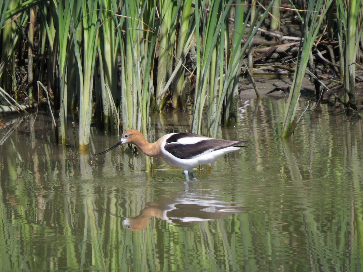 Avocette d'Amérique - ML61401421