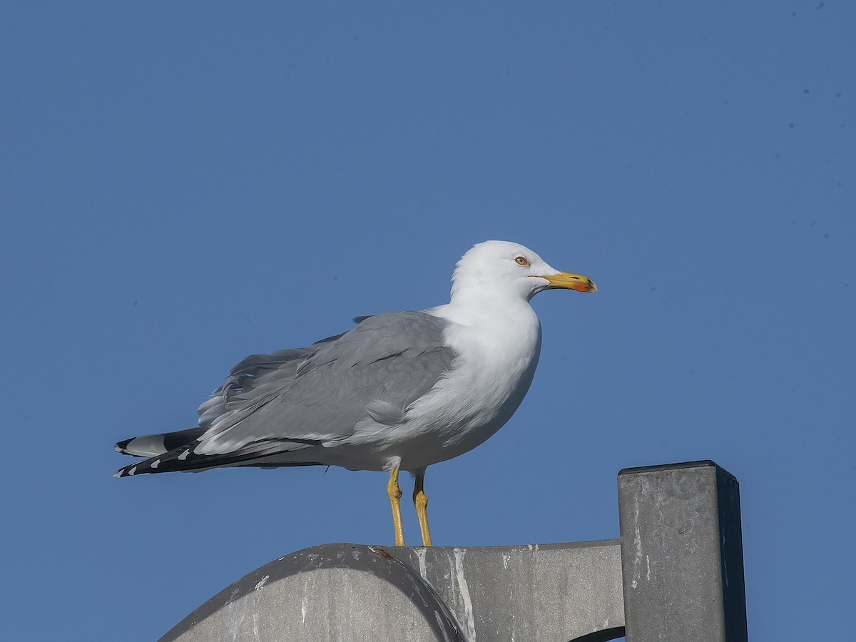 Yellow-legged Gull - ML614014211