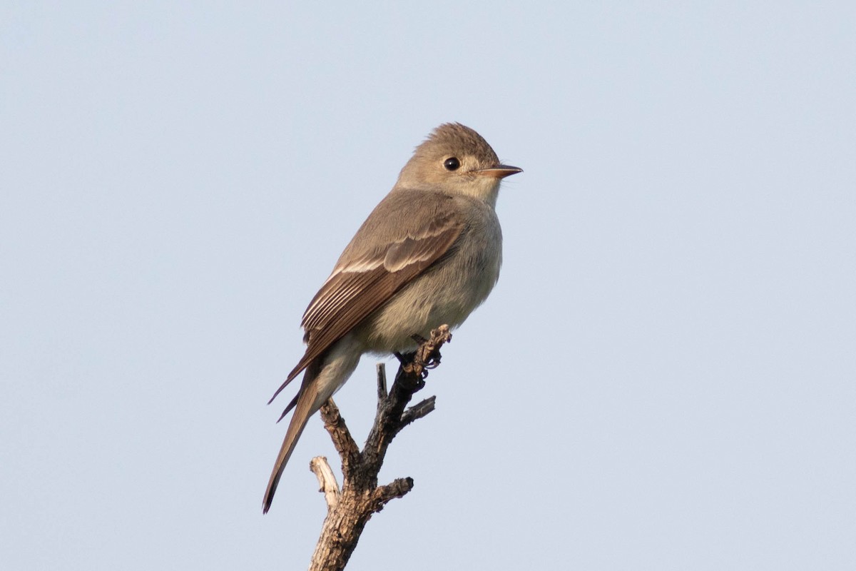 Western Wood-Pewee - Andrew Marden