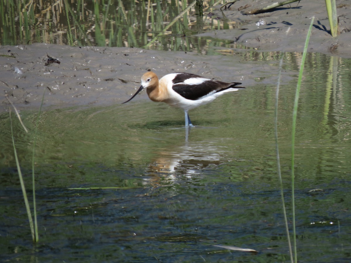 American Avocet - ML61401431