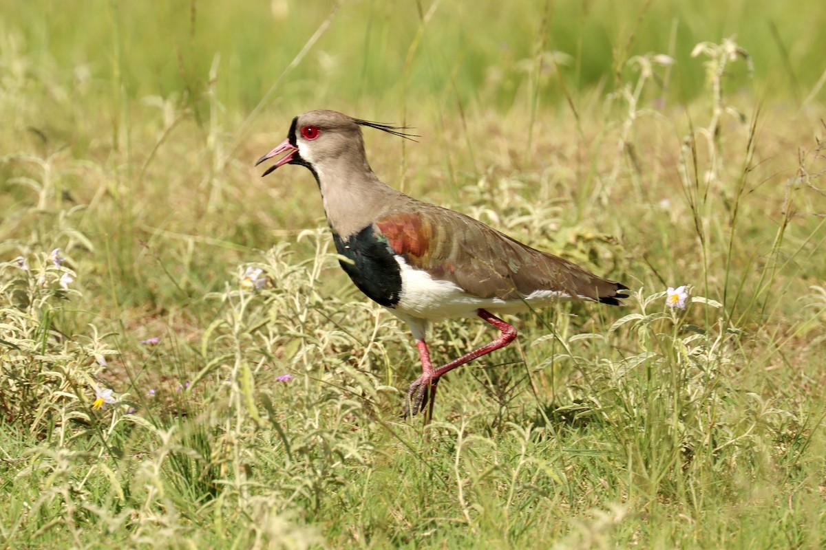 Southern Lapwing - ML614014349