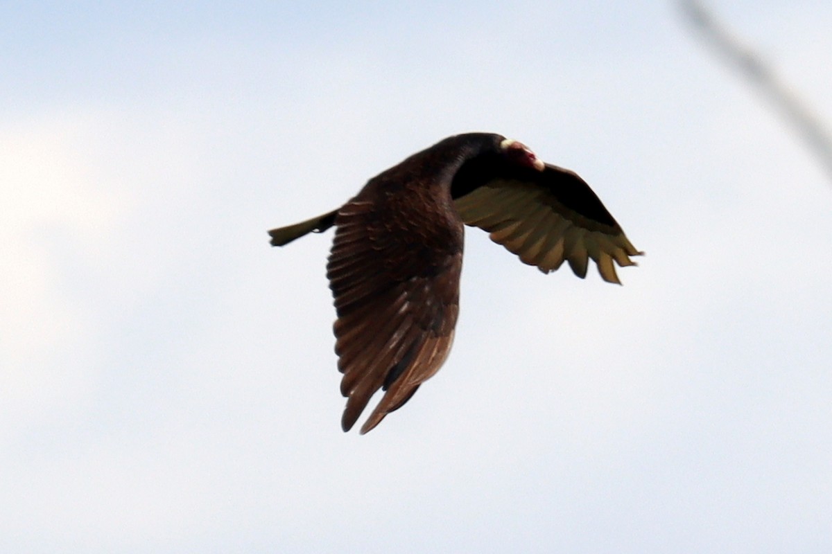 Turkey Vulture - ML614014352