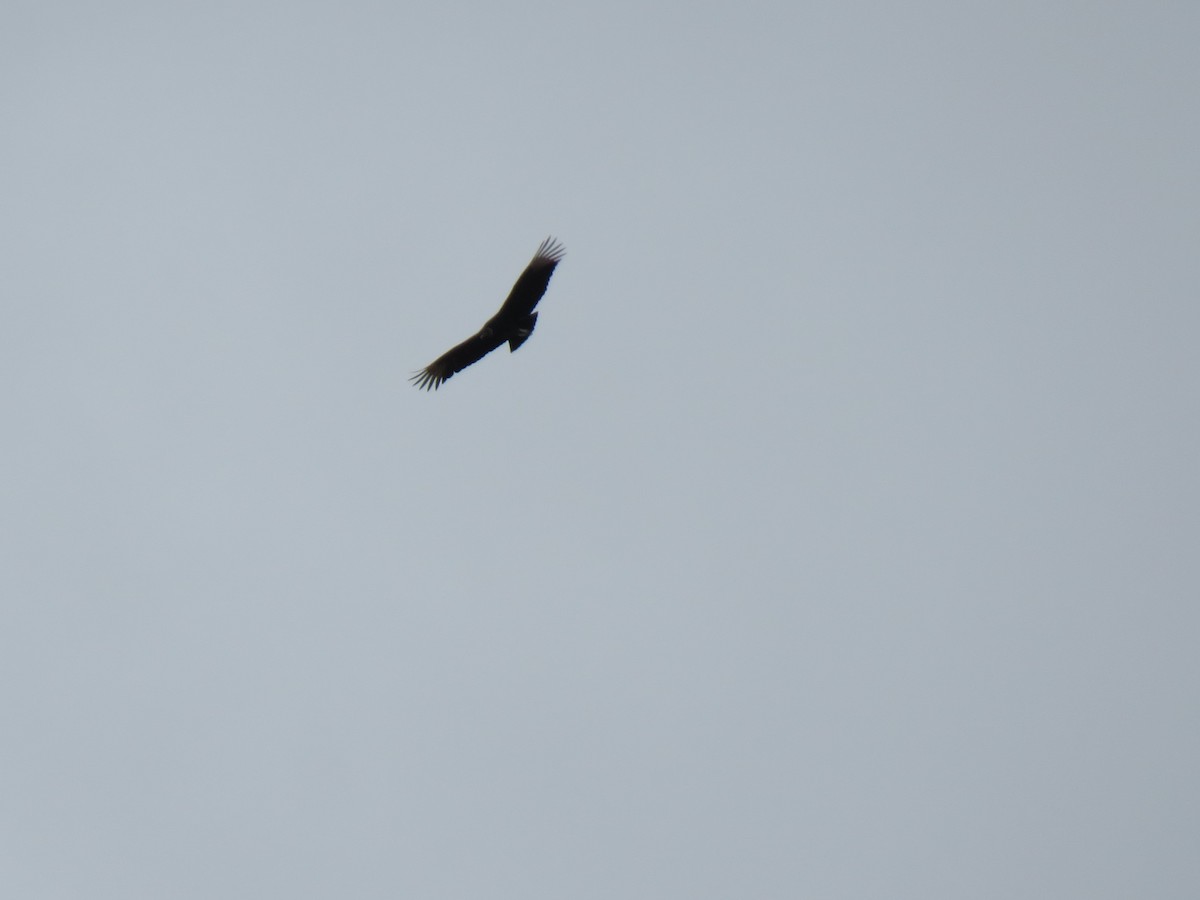 Black Vulture - ML614014402