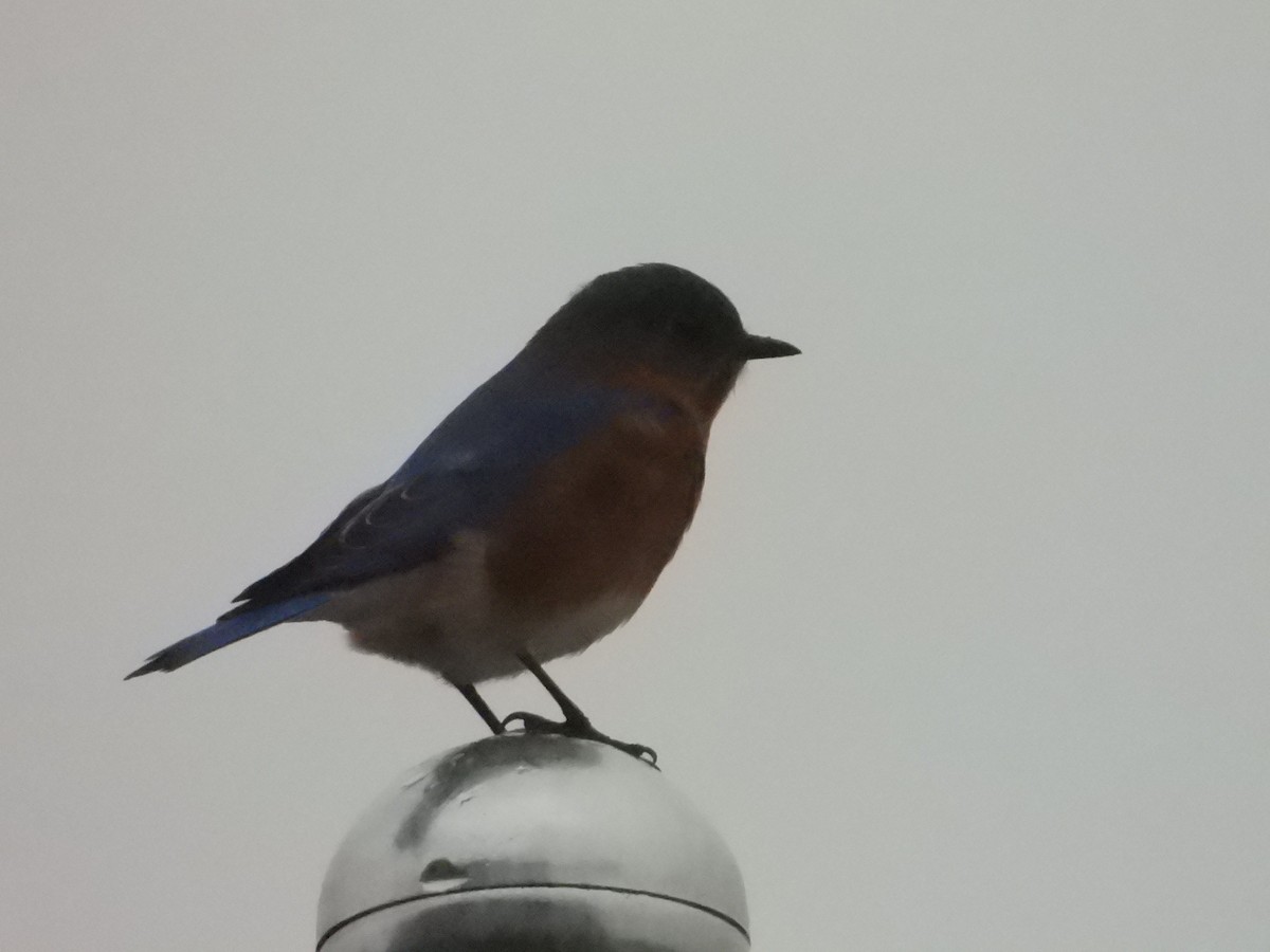 Eastern Bluebird - ML614014405