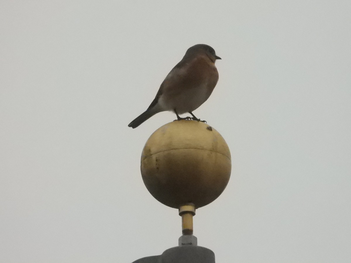 Eastern Bluebird - Bill Holland