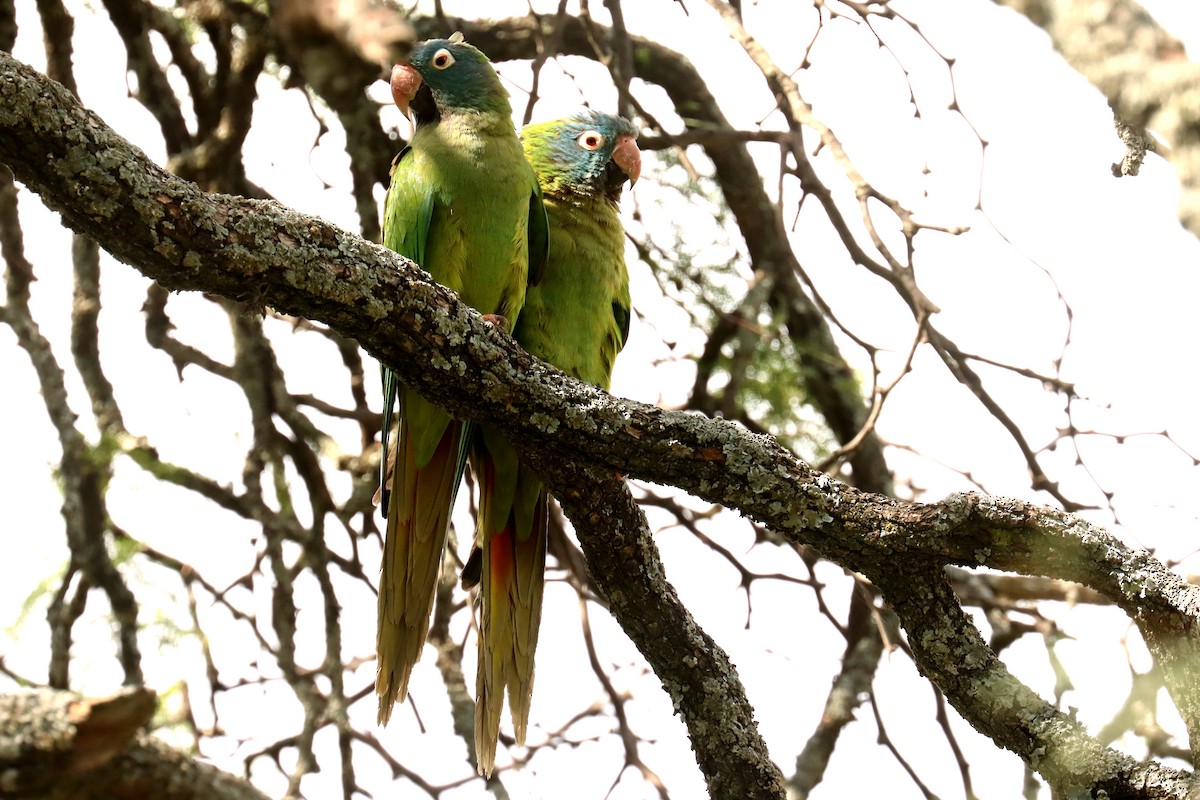 Blue-crowned Parakeet - ML614014420