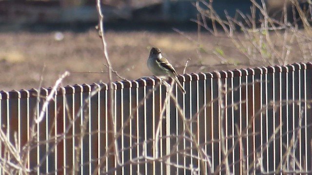 Dusky Flycatcher - ML614014433