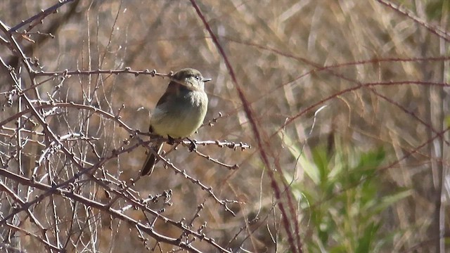 Dusky Flycatcher - ML614014436