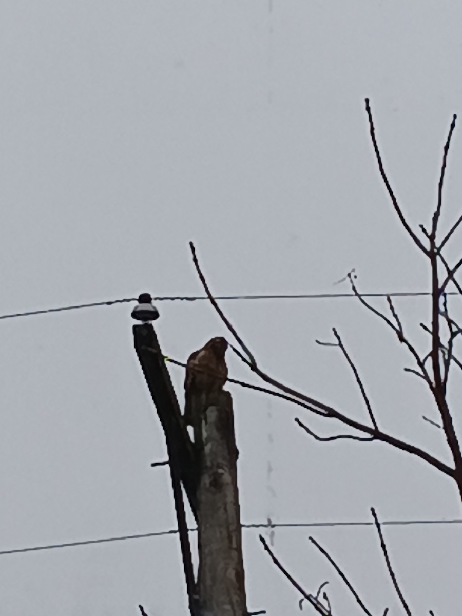 Red-shouldered Hawk - ML614014454