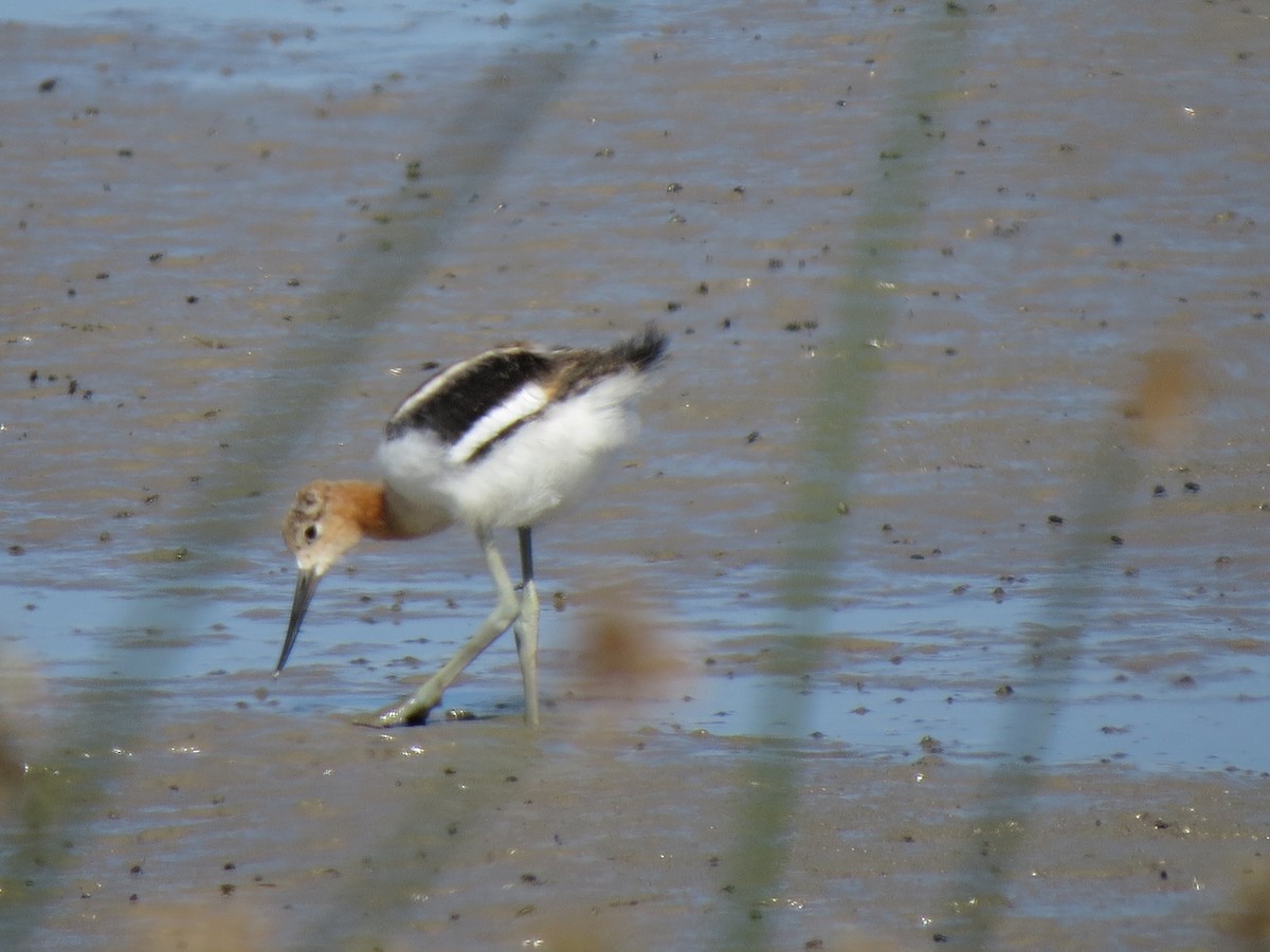 American Avocet - ML61401451